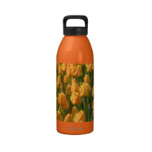 Tulipes oranges bouteille
