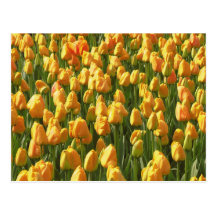Tulipes oranges carte postale