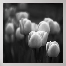 Tulipes Posters