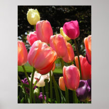 tulipes posters