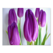 Tulipes pourpres photographe