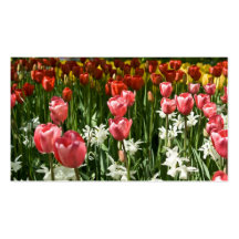 Tulipes Profilecard Carte De Visite