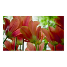 Tulipes Profilecard Carte De Visite