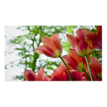 Tulipes Profilecard Carte De Visite