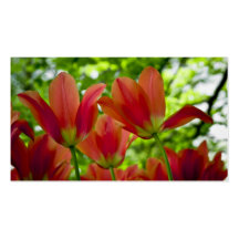 Tulipes Profilecard Carte De Visite