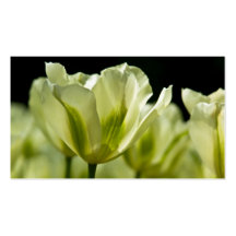Tulipes Profilecard Cartes De Visite Professionnelles