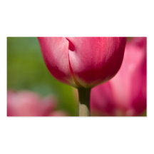 Tulipes Profilecard Cartes De Visite Personnelles