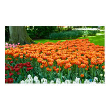 Tulipes Profilecard Cartes De Visite Personnelles