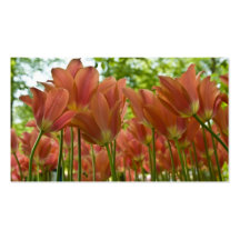 Tulipes Profilecard Cartes De Visite Personnelles