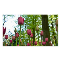 Tulipes Profilecard Modèle De Carte De Visite
