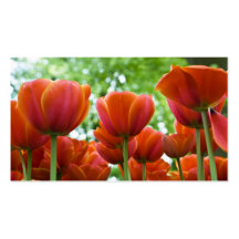 Tulipes Profilecard Modèle De Carte De Visite