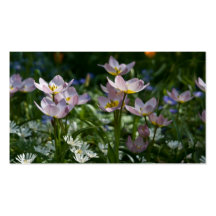 Tulipes Profilecard Modèles De Cartes De Visite