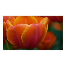 Tulipes Profilecard Modèles De Cartes De Visite