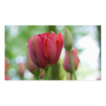 Tulipes Profilecard Modèles De Cartes De Visite