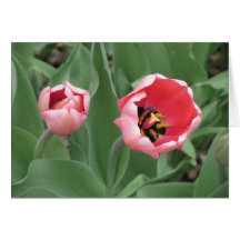 Tulipes roses carte de vœux