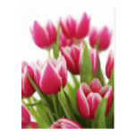 Tulipes roses cartes postales