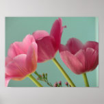 Tulipes roses posters