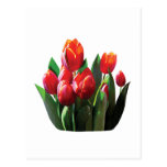 Tulipes rouges cartes postales