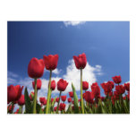 Tulipes rouges, ciel bleu cartes postales