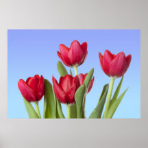 Tulipes rouges contre la copie de ciel bleu posters