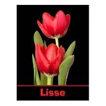 Tulipes rouges Lisse Carte Postale