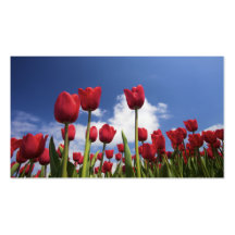 Tulipes rouges, signet de ciel bleu cartes de visite personnelles