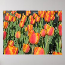 Tulips Print