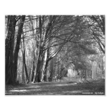 Tunnel d'arbre photo d’art