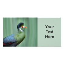 Turaco Blanc-Cheeked Cartes De Vœux Avec Photo