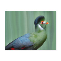 Turaco Blanc-Cheeked Carte Postale