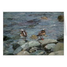 Turnstone vermeil (interpres d'arénaire) carte de vœux