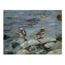Turnstone vermeil (interpres d'arénaire). carte postale