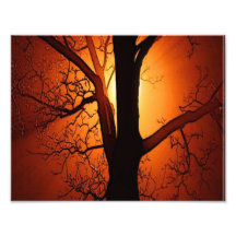 Un arbre nu au coucher du soleil photographie
