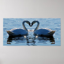 Un baiser de coeur de cygne de natation, réflexion affiche