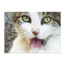 UN BEAU CAT IMPRESSION SUR TOILE