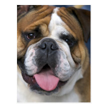Un bouledogue anglais en Belgique Carte Postale