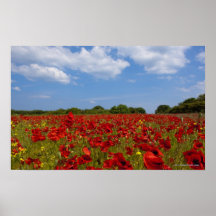 Un champ complètement des fleurs rouges affiches