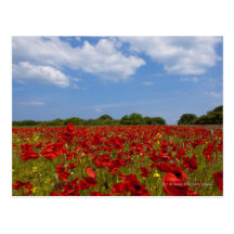 Un champ complètement des fleurs rouges cartes postales