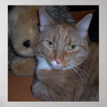 Un chat réfléchi affiche