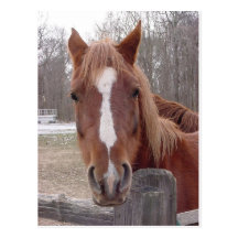 Un cheval naturellement cartes postales