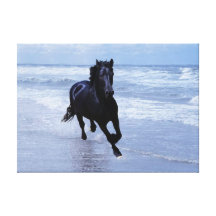 Un cheval sauvage et libre toiles tendues