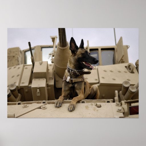 Un chien d'utilité militaire se repose sur un M2A3 Posters