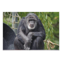 Un chimpanzé se reposant et photo de regarder