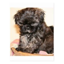 Un chiot mignon de Shih Tzu rend ce produit adorab Cartes Postales