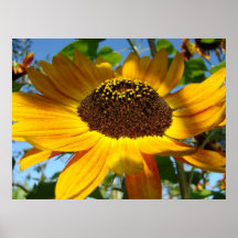 Un été Sun orange du tournesol 18 fleurit DSC093 C Posters