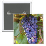 Un groupe de raisins de pinot noir dans un Chamber Pin's Avec Agrafe