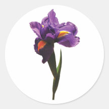 Un iris pourpre autocollants