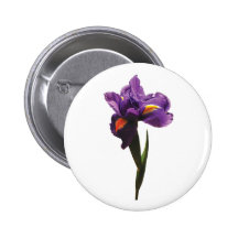 Un iris pourpre badge avec épingle