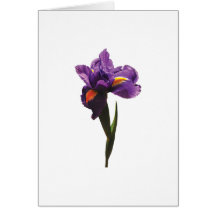 Un iris pourpre cartes