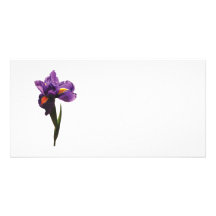 Un iris pourpre cartes de vœux avec photo